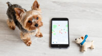How Search Data Maps Pet Interest In Yorkshire